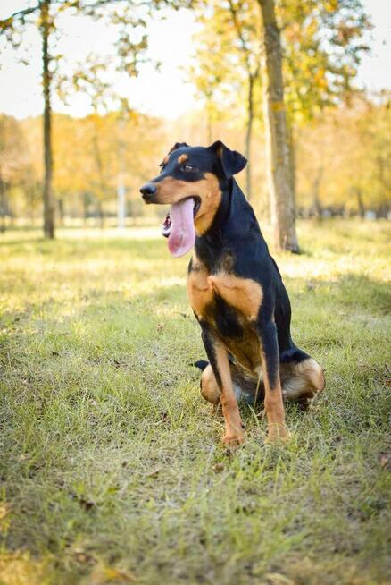 Lala-podrośnięty szczeniak czeka na cierpliwy dom-adopcja