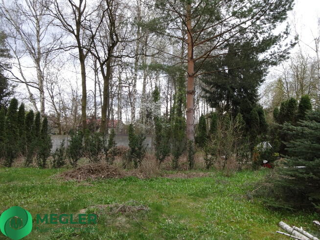 Słoneczna działa ze starodrzewem w granicy