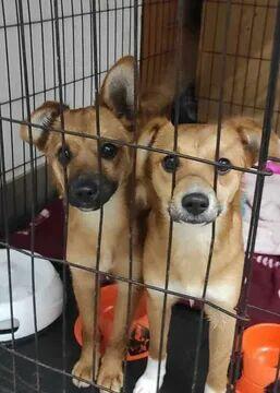 Bajkka, Figga ok 10 mc.wyjątkowe sunie do adopcji Beata