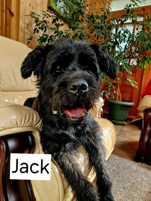 Pilna adopcja!!Jack ok 7/8 let psiak w typ.sznaucera Kund