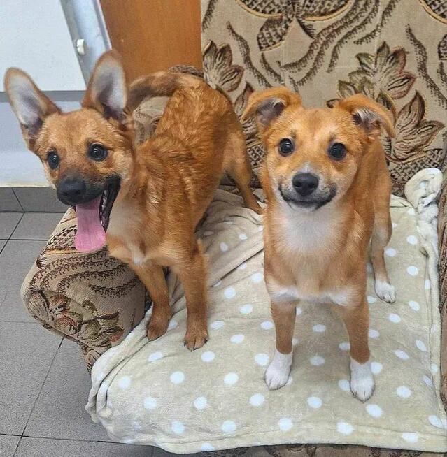 Bajkka, Figga ok 10 mc.wyjątkowe sunie do adopcji Beata