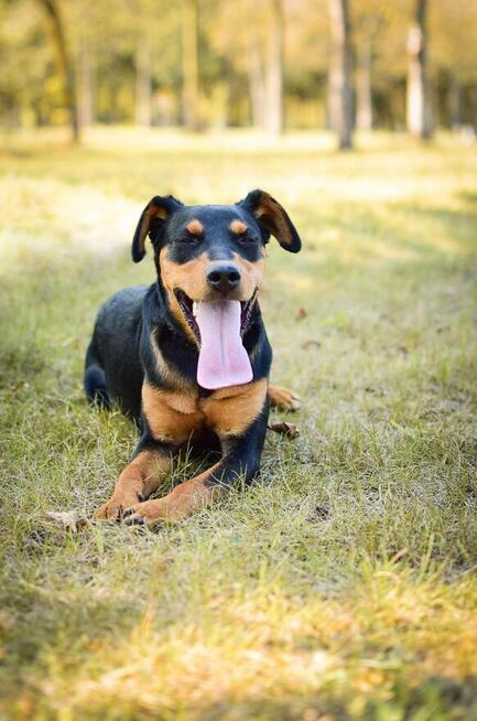Lala-podrośnięty szczeniak czeka na cierpliwy dom-adopcja