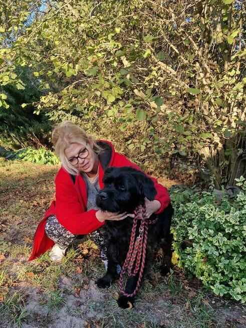 Pilna adopcja!!Jack ok 7/8 let psiak w typ.sznaucera Kund