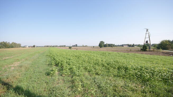 Działka rolno budowlana 96a Rudka Gołębska