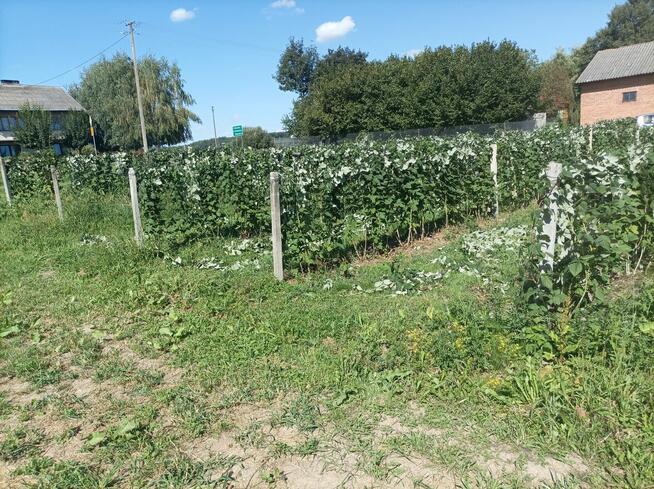 Sprzedam działki budowlane wraz z budynkami