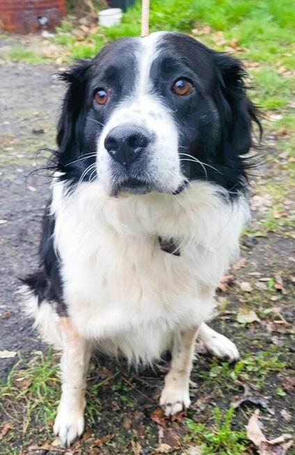 LAKI - piękny psiak w typie border collie szuka domu