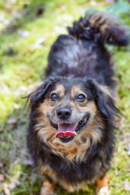 Koneser - niewielki piesek do adopcji