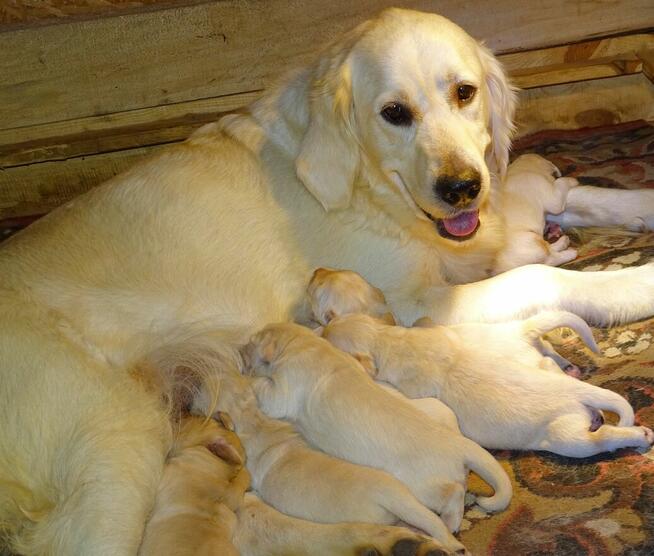 Golden retriever rezerwacja