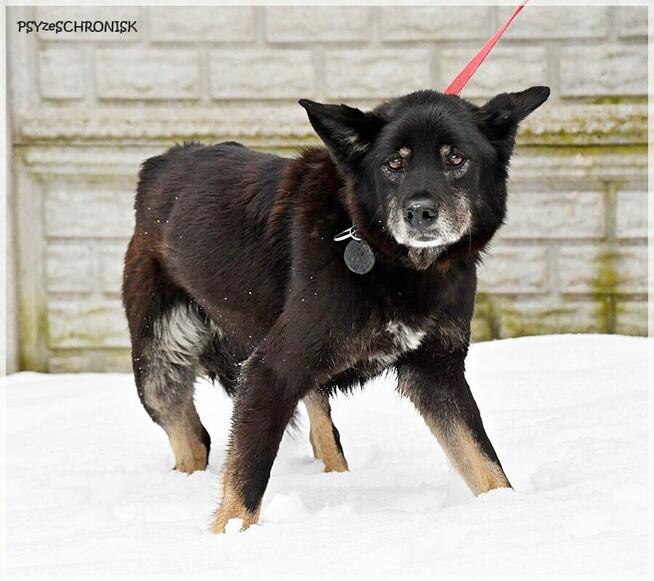 Jupik – wyrwany z Wojtyszek jeszcze ma nadzieję na dom