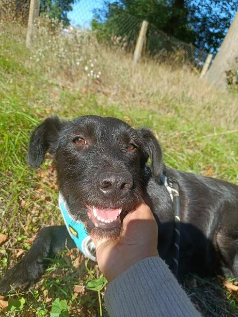 Malta młoda sunia w typ.sznaucerka czeka Stow.Bezd.Serd.