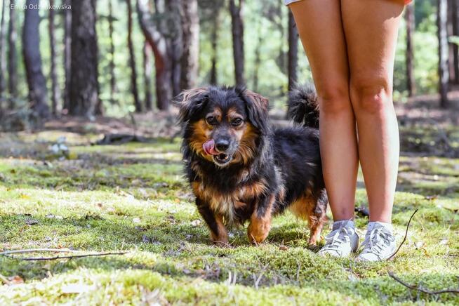 Koneser - niewielki piesek do adopcji