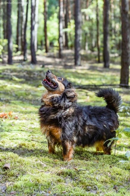 Koneser - niewielki piesek do adopcji