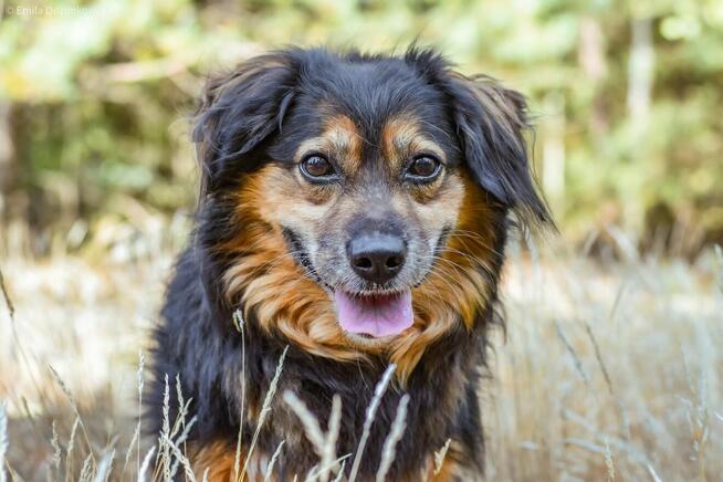 Koneser - niewielki piesek do adopcji