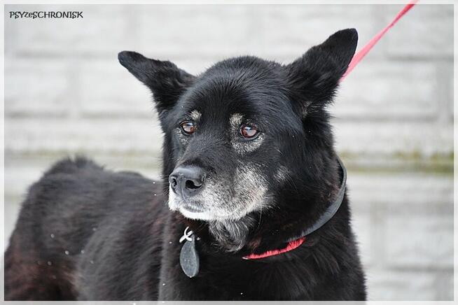 Jupik – wyrwany z Wojtyszek jeszcze ma nadzieję na dom