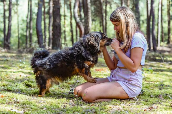 Koneser - niewielki piesek do adopcji