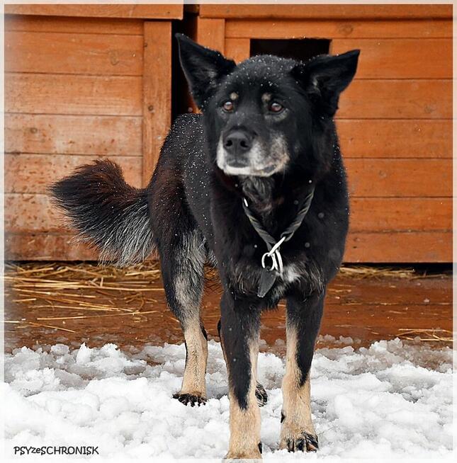 Jupik – wyrwany z Wojtyszek jeszcze ma nadzieję na dom