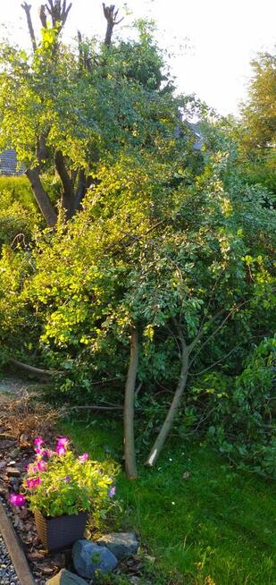 Rozdrabnianie Wycinka Gałęzi Rębak Zrębkowanie Mielenie