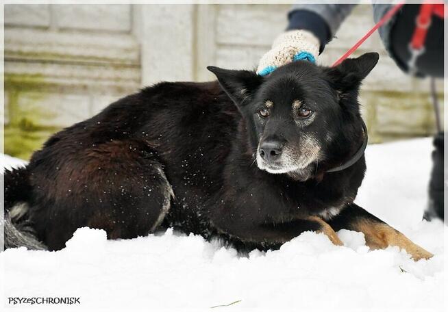 Jupik – wyrwany z Wojtyszek jeszcze ma nadzieję na dom