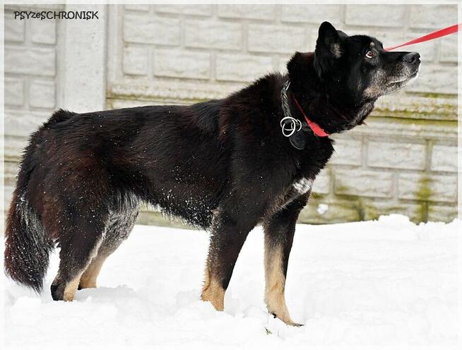Jupik – wyrwany z Wojtyszek jeszcze ma nadzieję na dom
