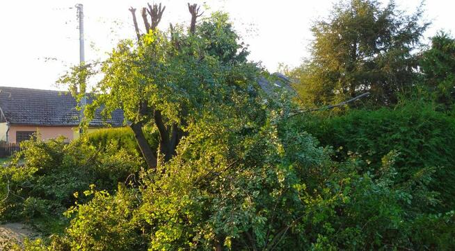 Rozdrabnianie Wycinka Gałęzi Rębak Zrębkowanie Mielenie