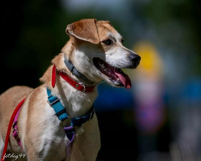 Pilne!! Blondi ok 3 let.wyjątkowa sunia do adopcji Wa-wa