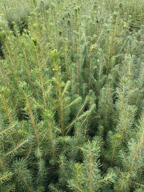 świerk pospolity, sadzonki leśne i ozdobne, rośliny