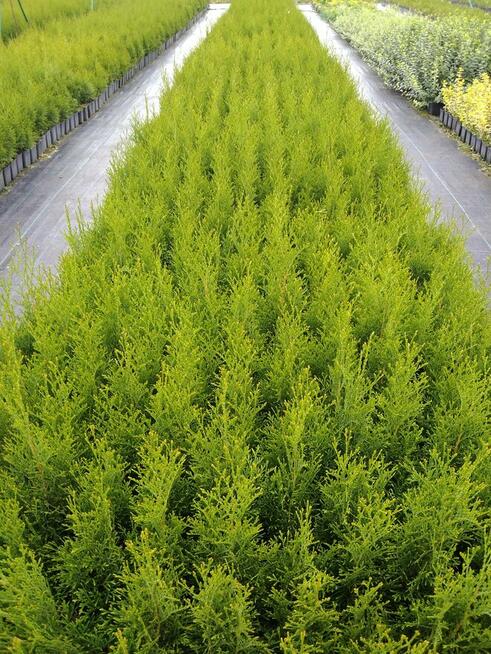 tuja szmaragd, krzewy ozdobne, rośliny, sadzonki