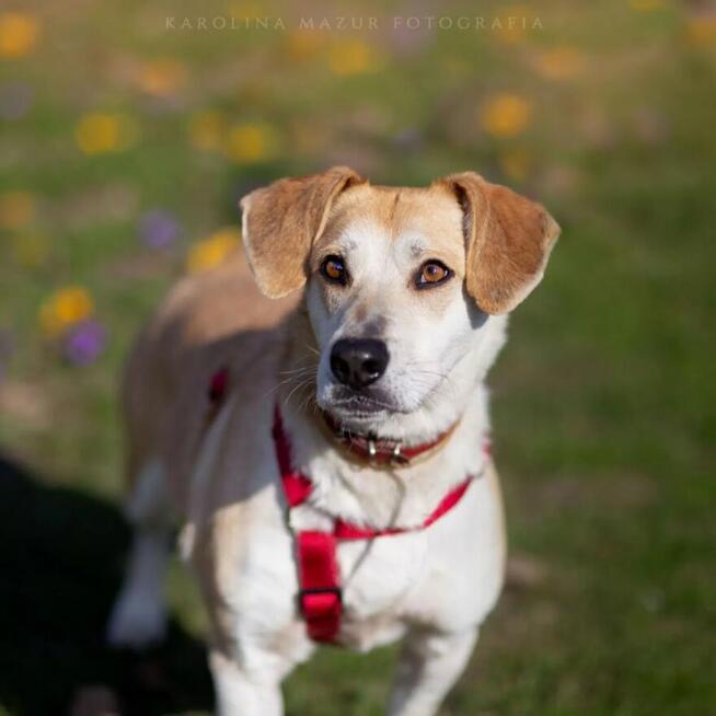Pilne!! Blondi ok 3 let.wyjątkowa sunia do adopcji Wa-wa