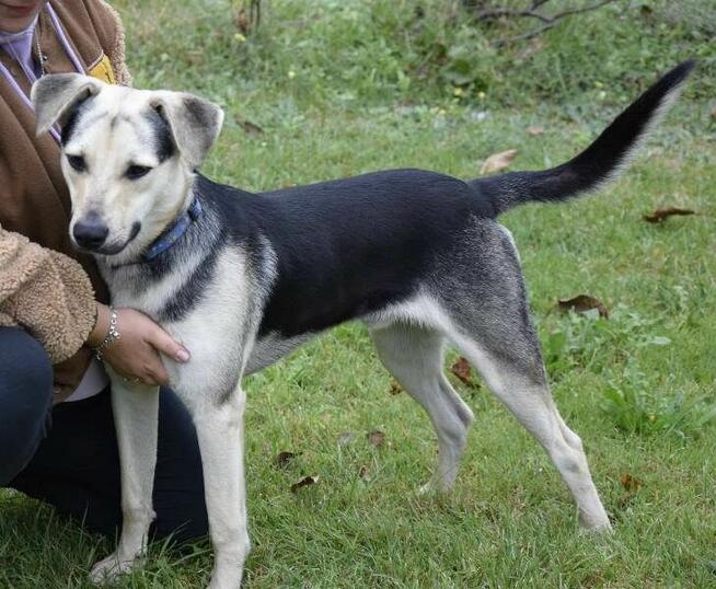 CZARUŚ porzucony średni piesek