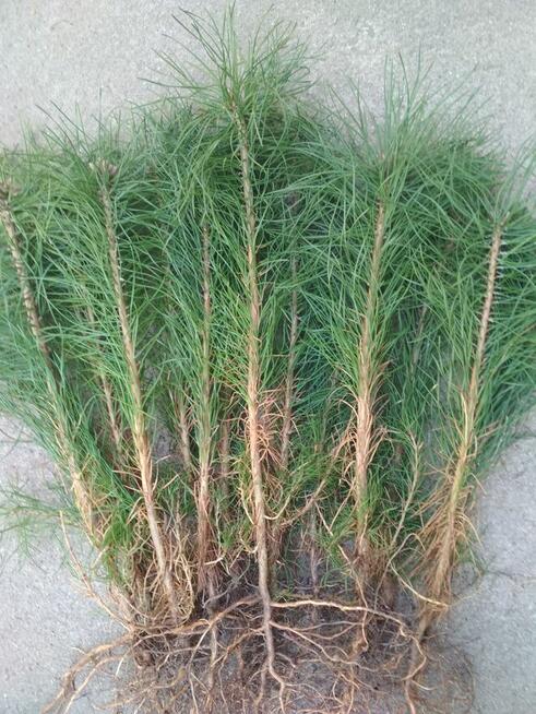 sosna pospolita. sadzonki leśne i ozdobne, krzewy, rośliny