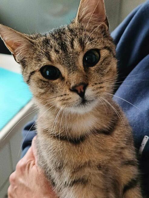 Roczny Antoś poleca się do adopcji