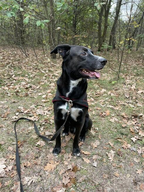 Tokio szuka nowego domu stałego lub tymczasowego