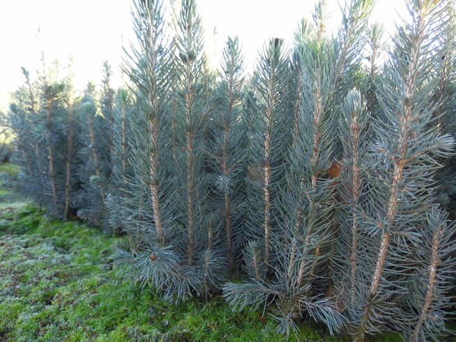 świerk srebrny, sadzonki leśne i ozdobne, krzewy, choinka