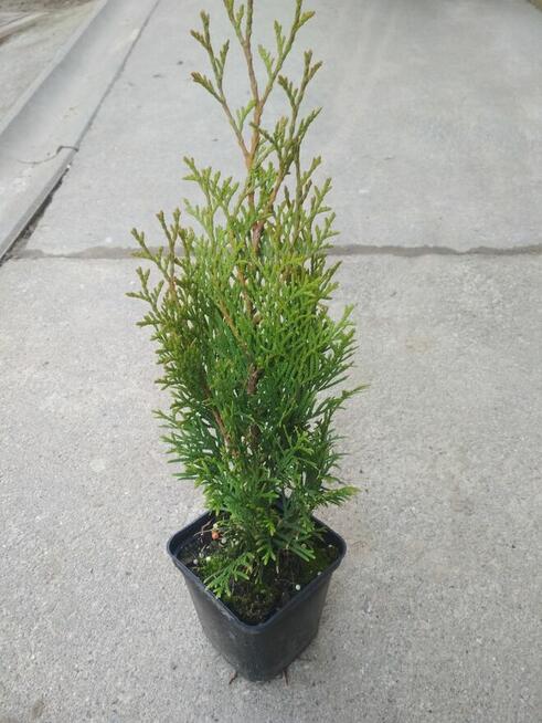 tuja szmaragd, krzewy ozdobne, rośliny, sadzonki