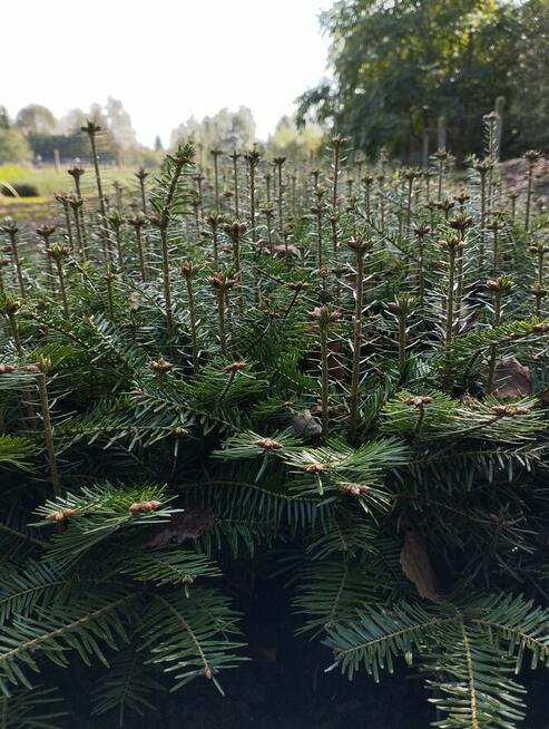 jodła pospolita, świerk, sosna, sadzonki leśne, choinka
