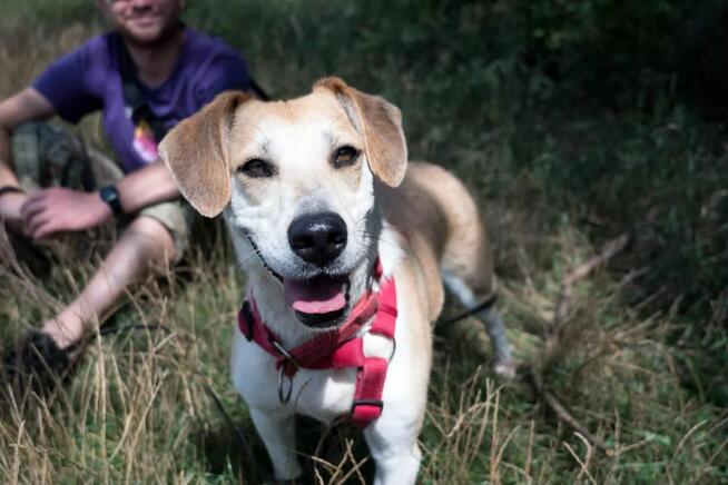 Pilne!! Blondi ok 3 let.wyjątkowa sunia do adopcji Wa-wa