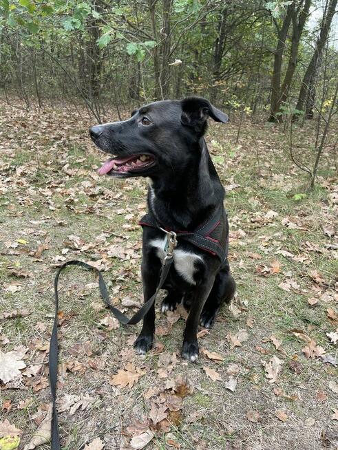 Tokio szuka nowego domu stałego lub tymczasowego