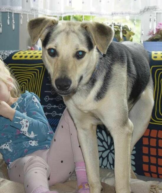 CZARUŚ porzucony średni piesek