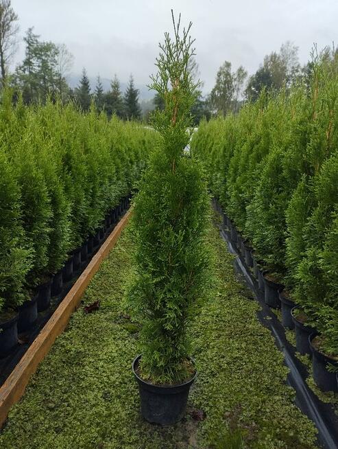 tuja szmaragd, krzewy ozdobne, rośliny, sadzonki