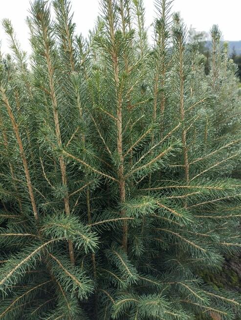 świerk pospolity, sadzonki leśne i ozdobne, rośliny