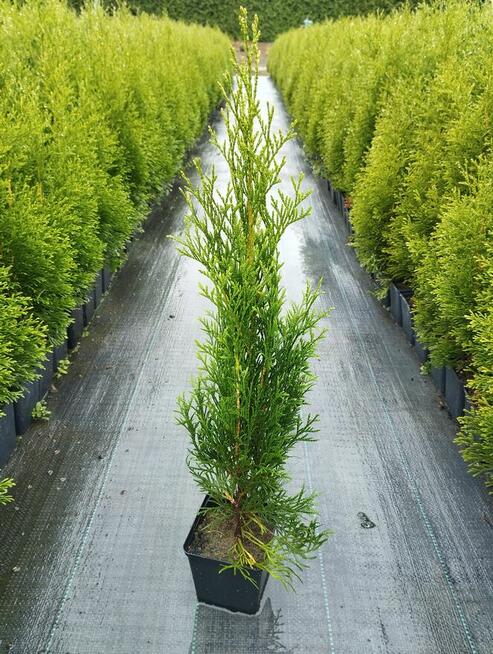 tuja szmaragd, krzewy ozdobne, rośliny, sadzonki