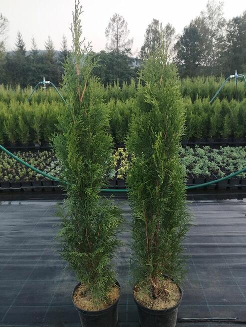 tuja szmaragd, krzewy ozdobne, rośliny, sadzonki