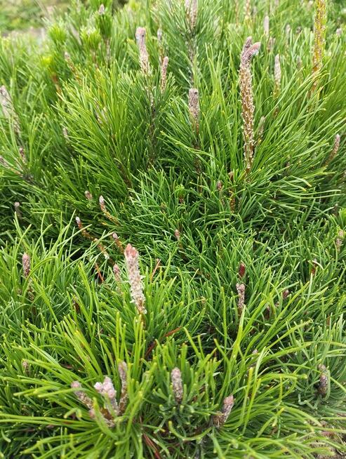 kosodrzewina, krzewy ozdobne, sadzonki, rośliny