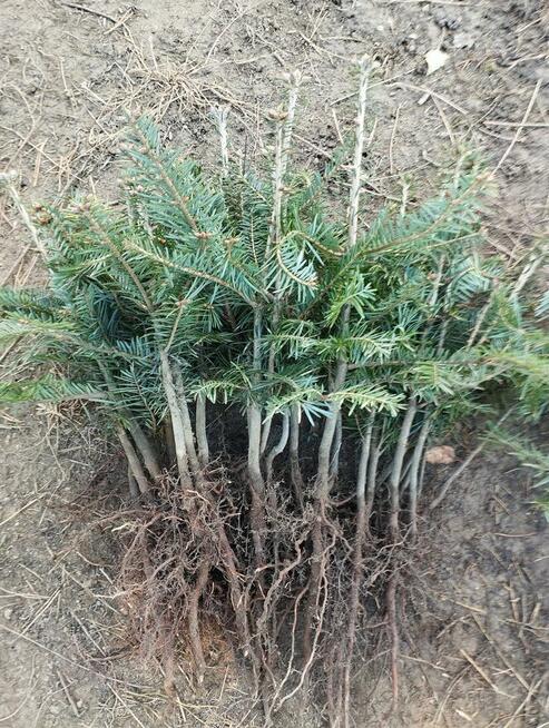 jodła pospolita, świerk, sosna, sadzonki leśne, choinka