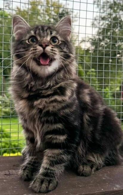 Piękne puszyste kocięta syberyjskie