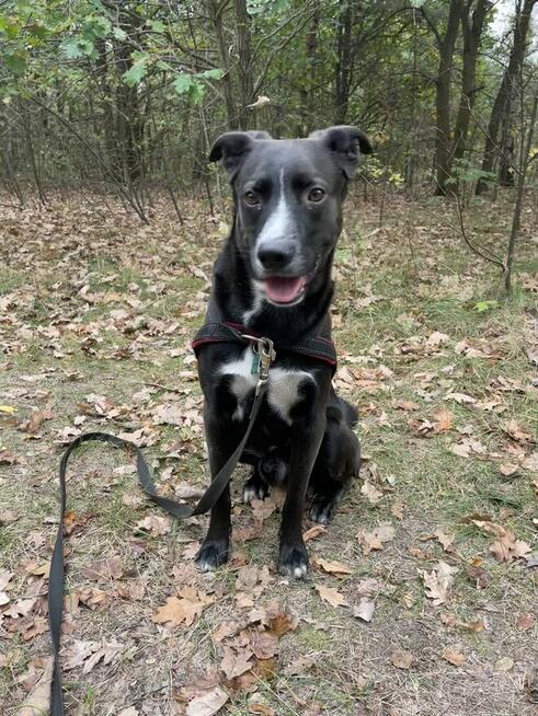 Tokio szuka nowego domu stałego lub tymczasowego