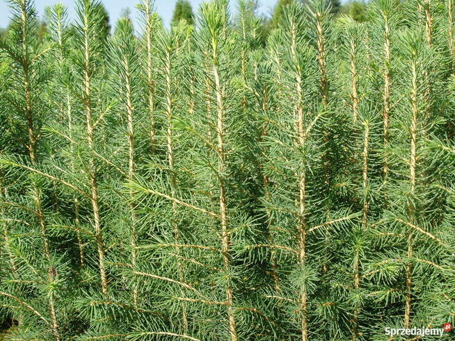 świerk pospolity, sadzonki leśne i ozdobne, rośliny