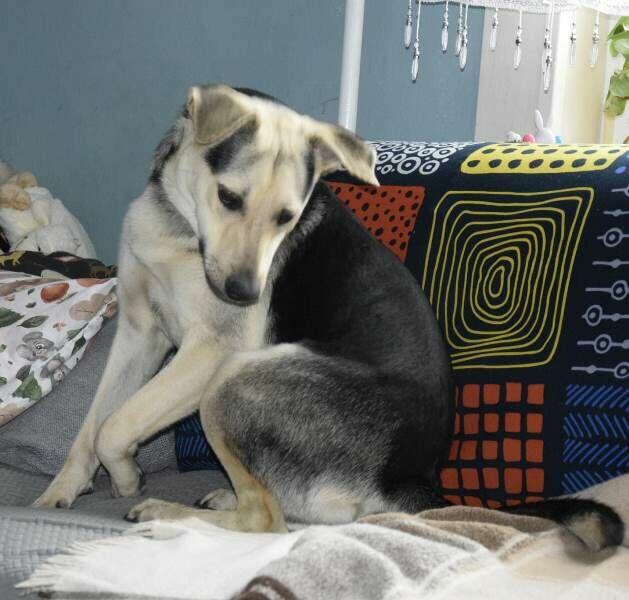 CZARUŚ porzucony średni piesek