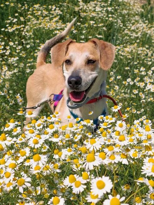 Pilne!! Blondi ok 3 let.wyjątkowa sunia do adopcji Wa-wa