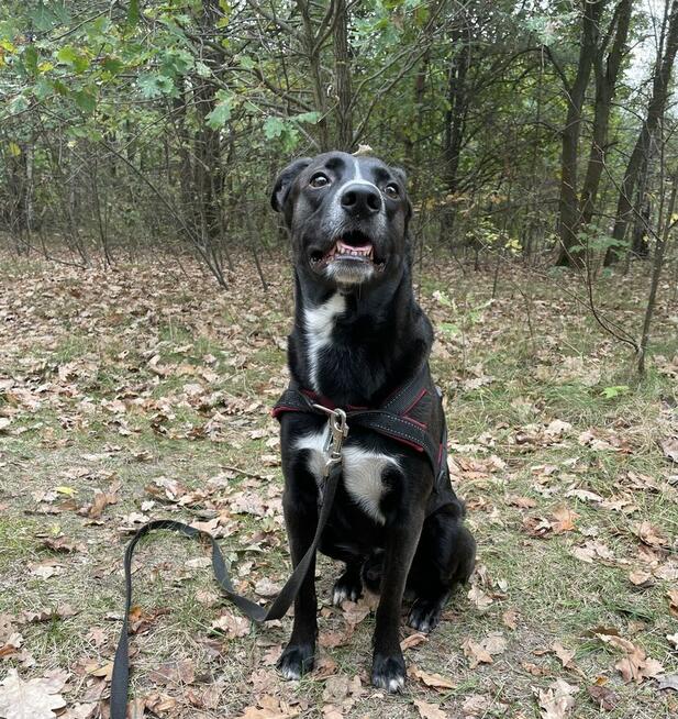 Tokio szuka nowego domu stałego lub tymczasowego